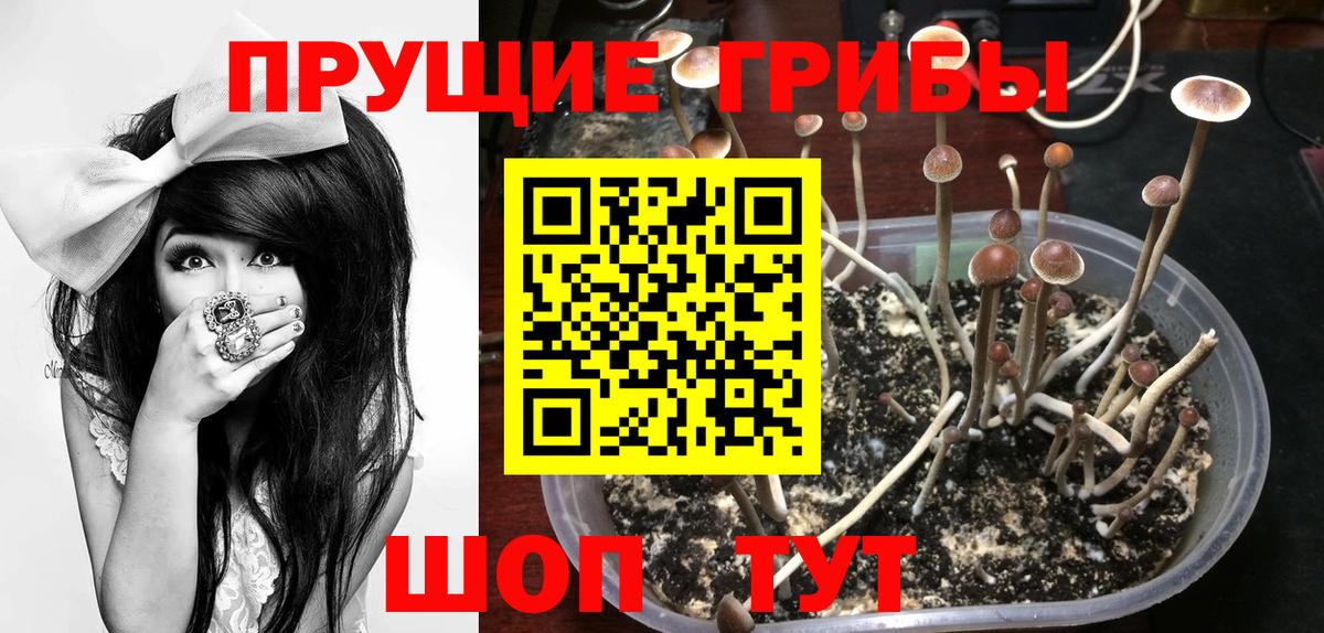 Псилоцибиновые грибы мицелий Армавир